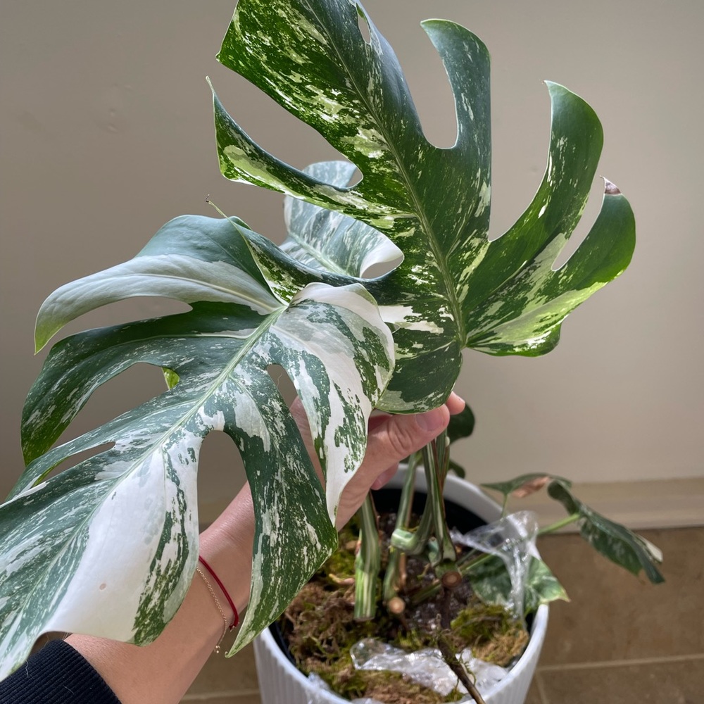 Highly variegated albo monstera